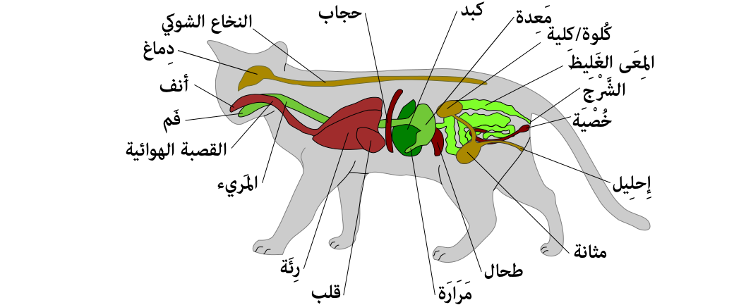 قسم التشريح والانسجه والاجنه