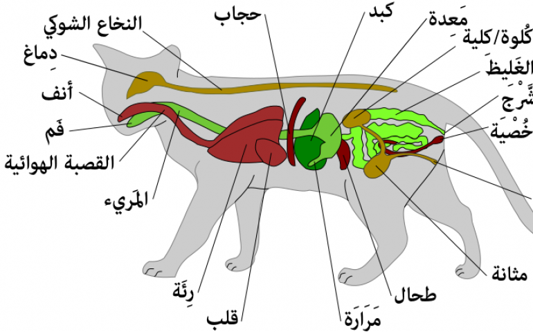 قسم التشريح والانسجه والاجنه